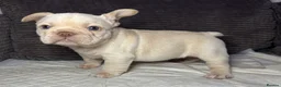 French Bulldog dogs for sale: French bulldog puppies Ready Now! - Advert 24