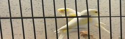 Canaries birds for sale: Dimorphic Canary’s  - Advert 1