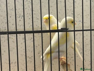 Canaries birds Dimorphic Canary’s - Advert 2