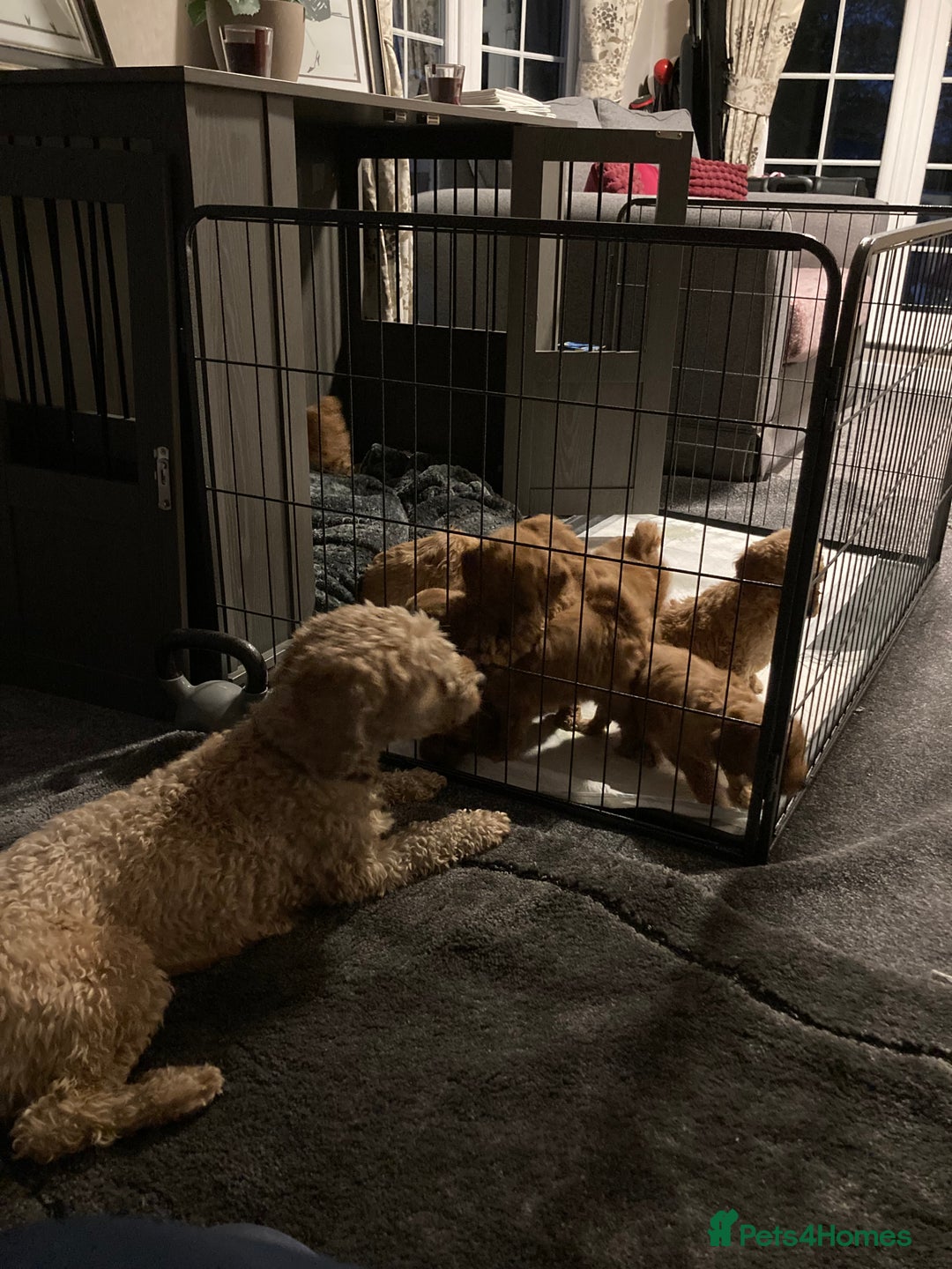 Cockapoo dogs for sale: Cockapoo F1B puppies 🐶Now Ready to leave🐶  - Image 3