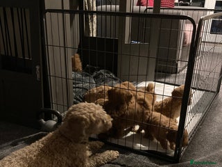 Cockapoo dogs - Advert 5