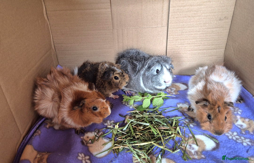 Guinea Pig rodents for sale: Beautiful Female Guinea Pigs - Image 2