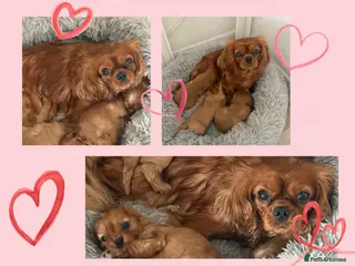 Cavalier King Charles Spaniel dogs ✨Health Chkd✨KC Reg. Cavalier King Charles Puppies - Advert 1