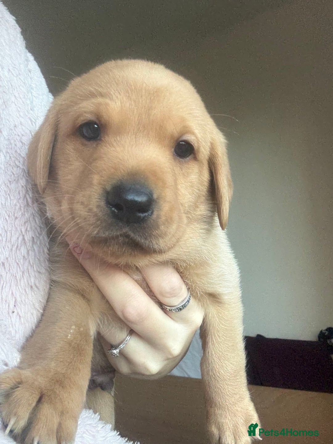 Labrador Retriever dogs for sale: Labrador puppies.  - Advert 31