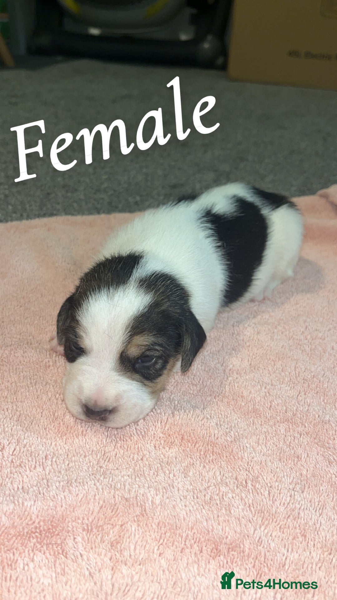 Mixed Breed dogs for sale: 6 spaniel, beagle, jack Russell cross for sale  - Image 8