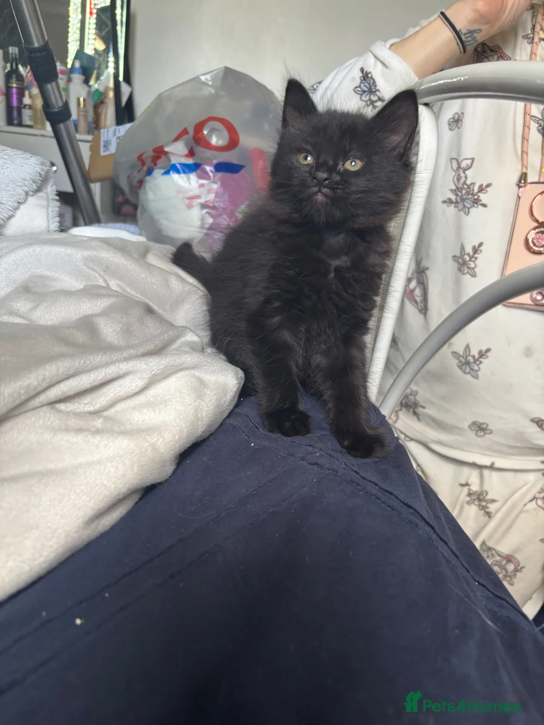 Mixed Breed cats for sale: 2 male and 1 female kittens - Advert 1