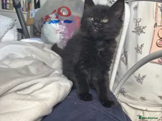 Mixed Breed cats 2 male and 1 female kittens - Advert 1