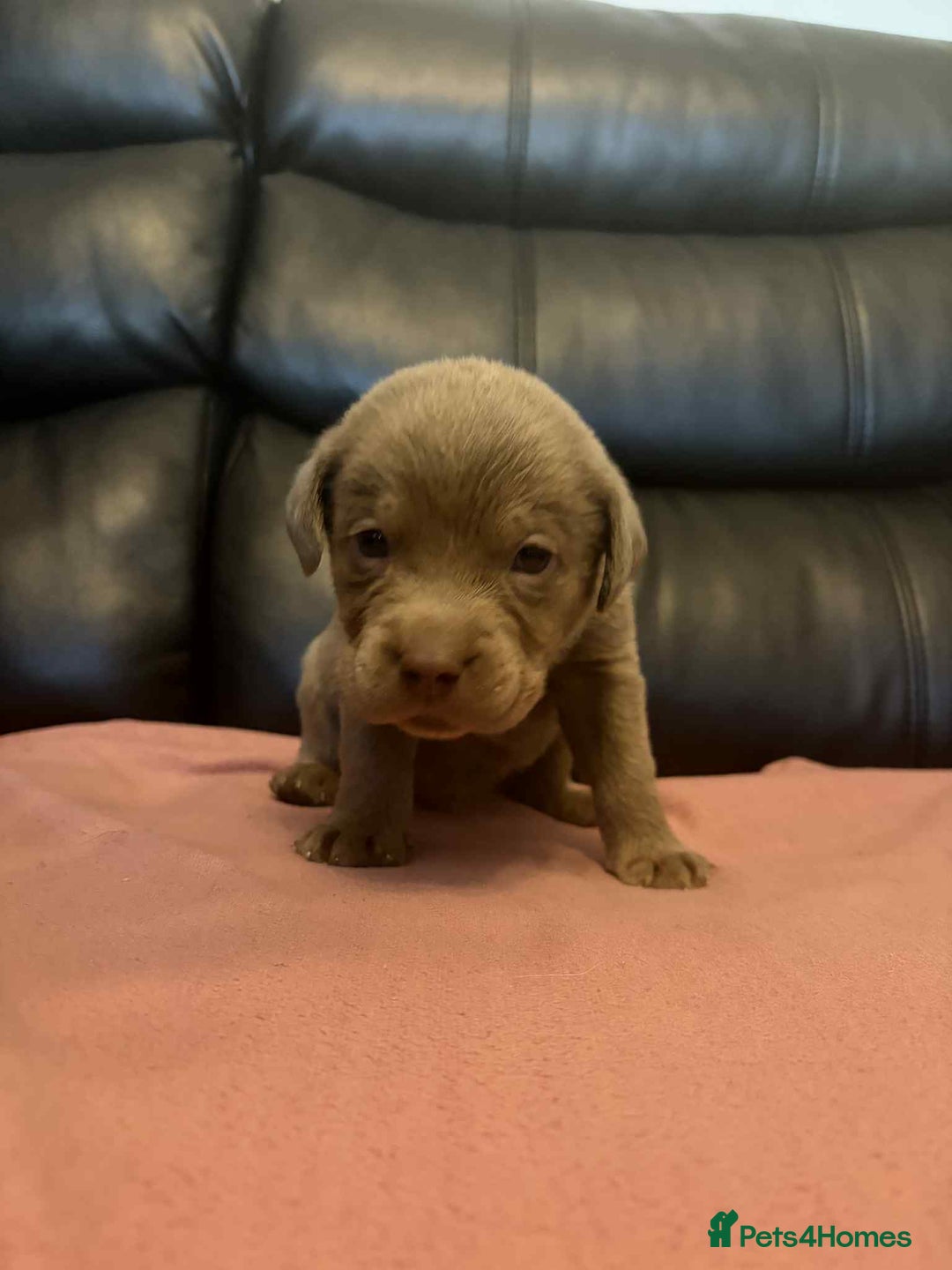 Labrador Retriever dogs for sale: Beautiful KC registered labrador puppies  - Advert 12