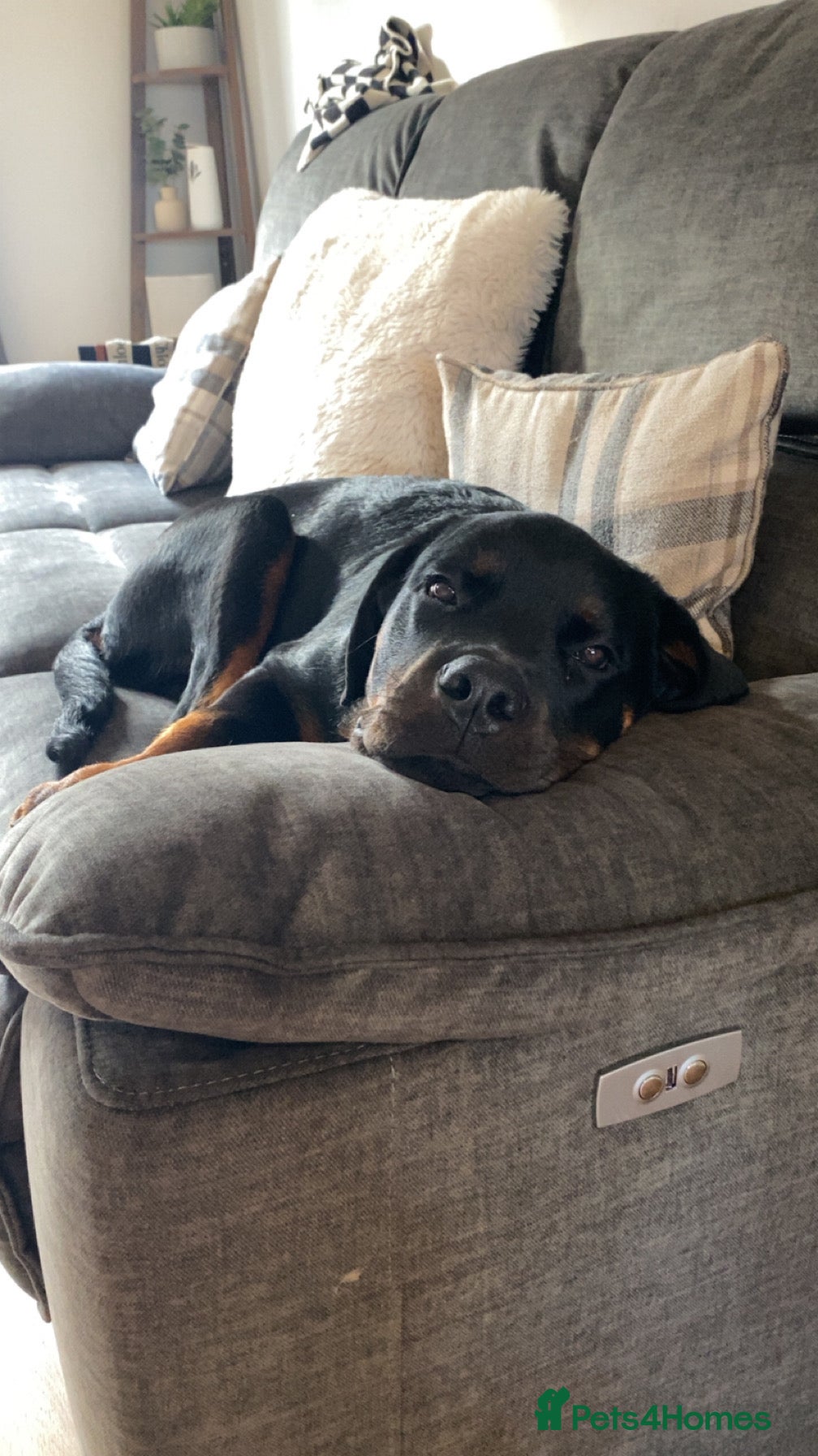 Rottweiler dogs Rottweiler Puppy for sale - Advert 1