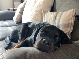 Rottweiler dogs Rottweiler Puppy for sale - Advert 1