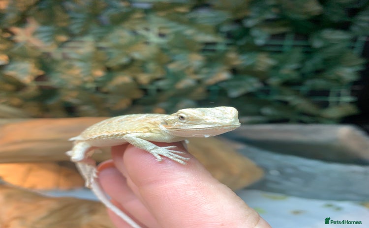 Bearded Dragon reptiles - Advert 1