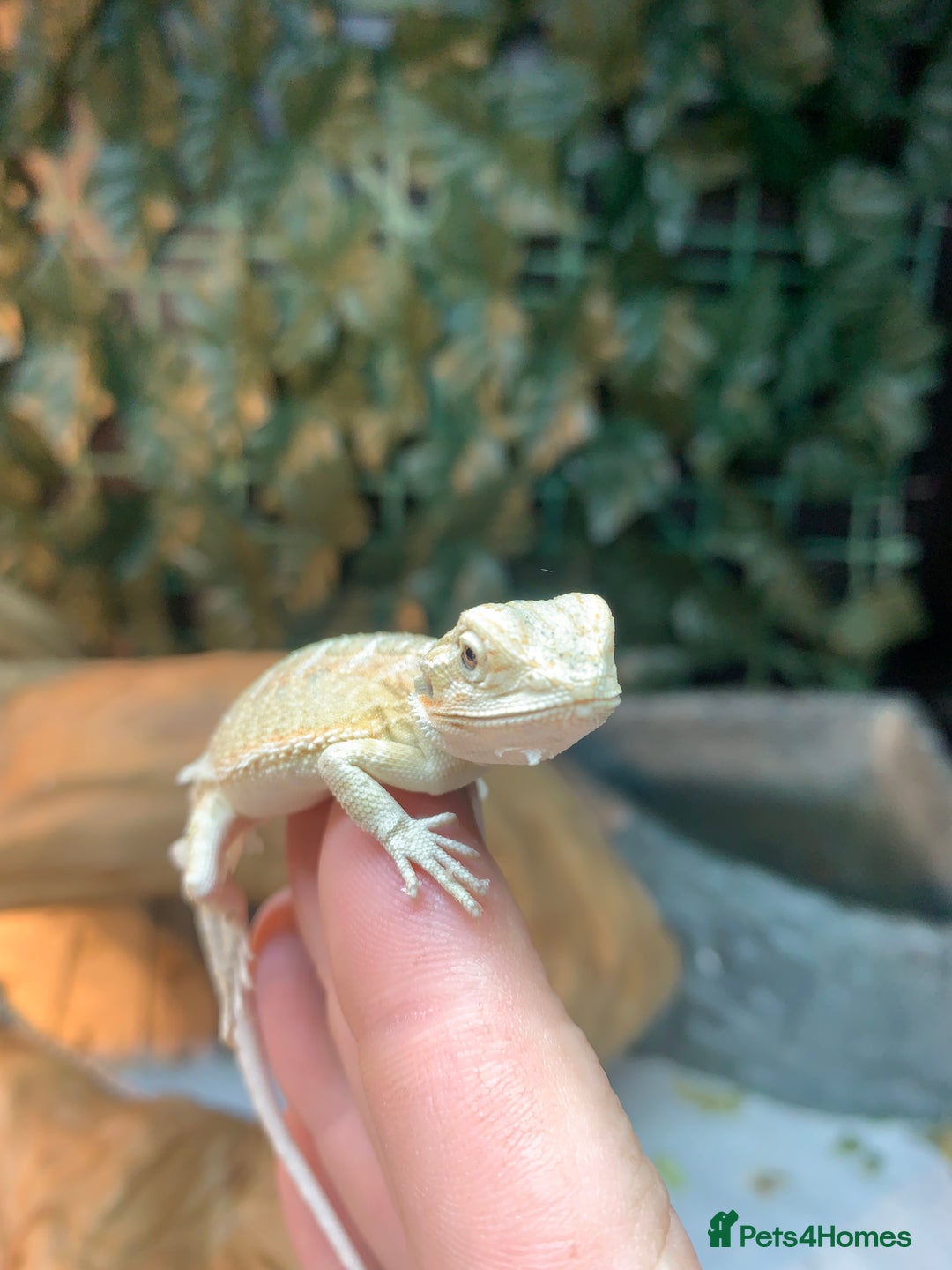 Bearded Dragon reptiles for sale: Baby bearded dragons super friendly  - Image 1