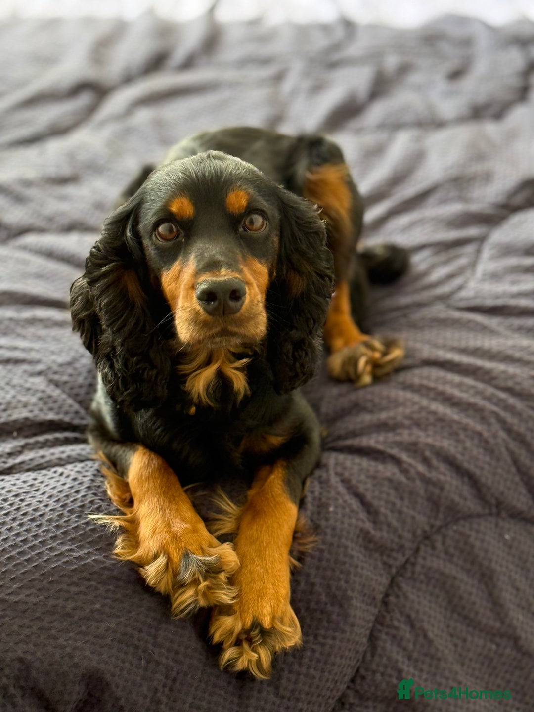 Cocker Spaniel dogs for sale: KC Working Cocker Spaniel Puppy for Sale - Image 7