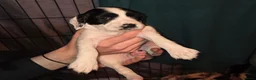English Springer Spaniel dogs for sale: Health Tested Parents- KC Registered ESS - Advert 14