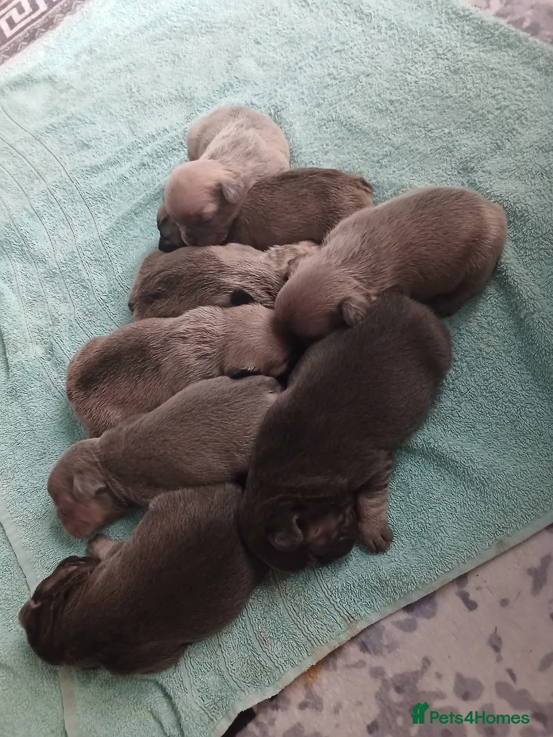 French Bulldog dogs for sale: Frenchie puppies - Advert 1