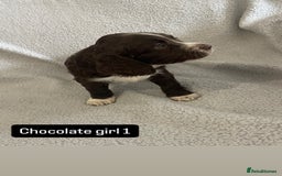 Cocker Spaniel dogs for sale: Gorgeous cocker spaniel puppies  - Image 2