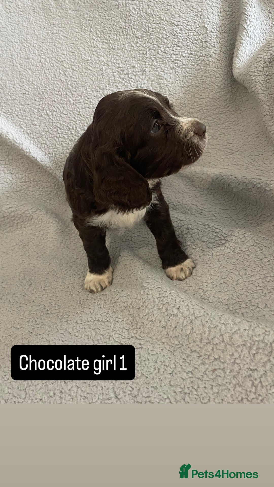 Cocker Spaniel dogs for sale: Gorgeous cocker spaniel puppies  - Image 2
