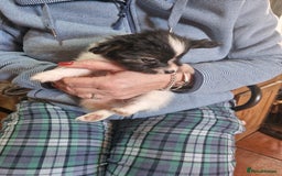 Papillon dogs for sale: KC Papillon. DNA health tested parents - Image 20