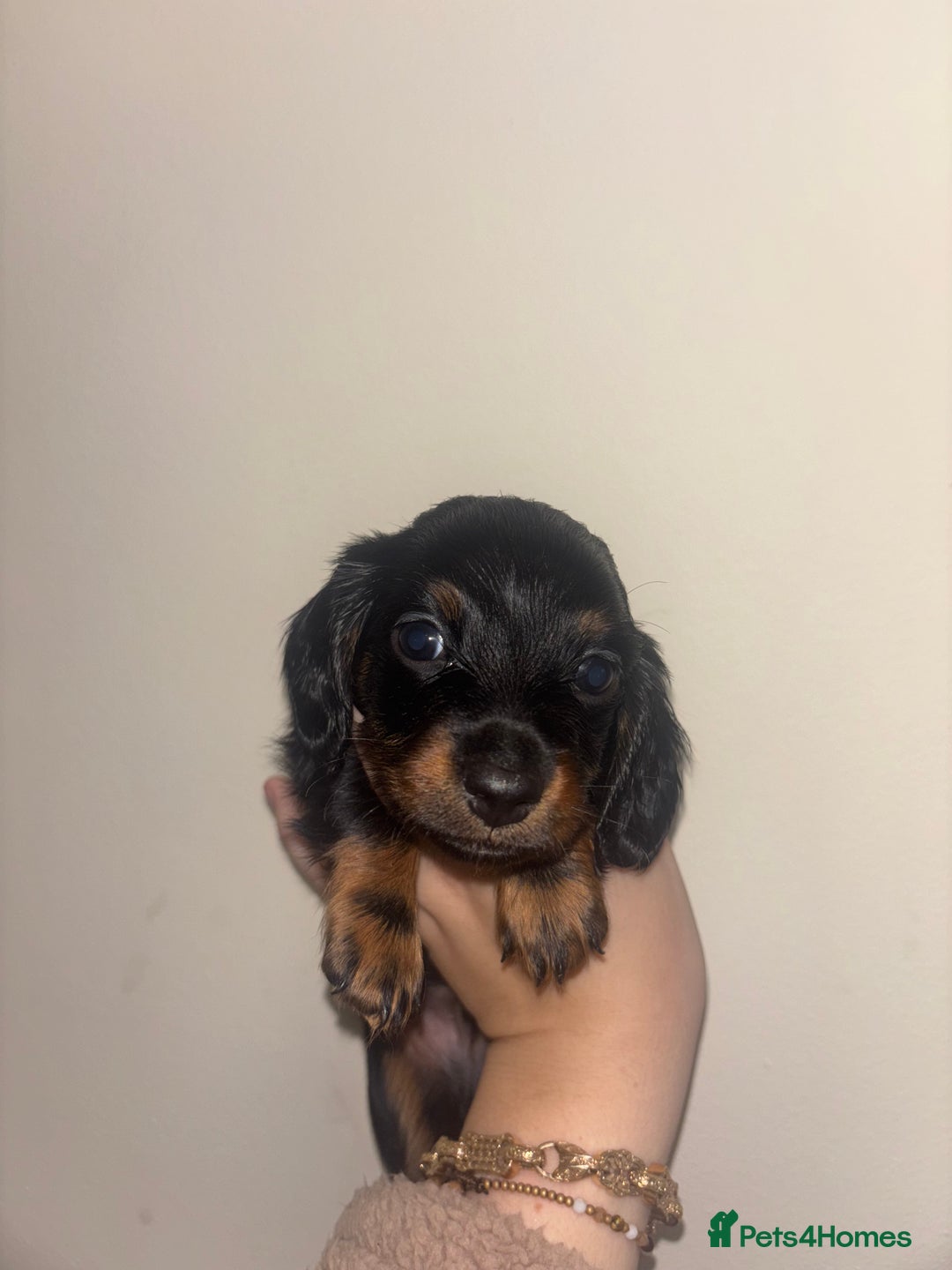 Miniature Dachshund dogs for sale: MINIATURE DACHSHUNDS - Advert 7