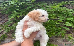 Cavapoo dogs for sale: FULLY VACCINATED Cavapoo Pups LICENSED BREEDER in Southampton - Image 6