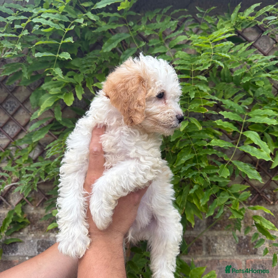 Cavapoo dogs for sale: FULLY VACCINATED Cavapoo Pups LICENSED BREEDER in Southampton - Image 6
