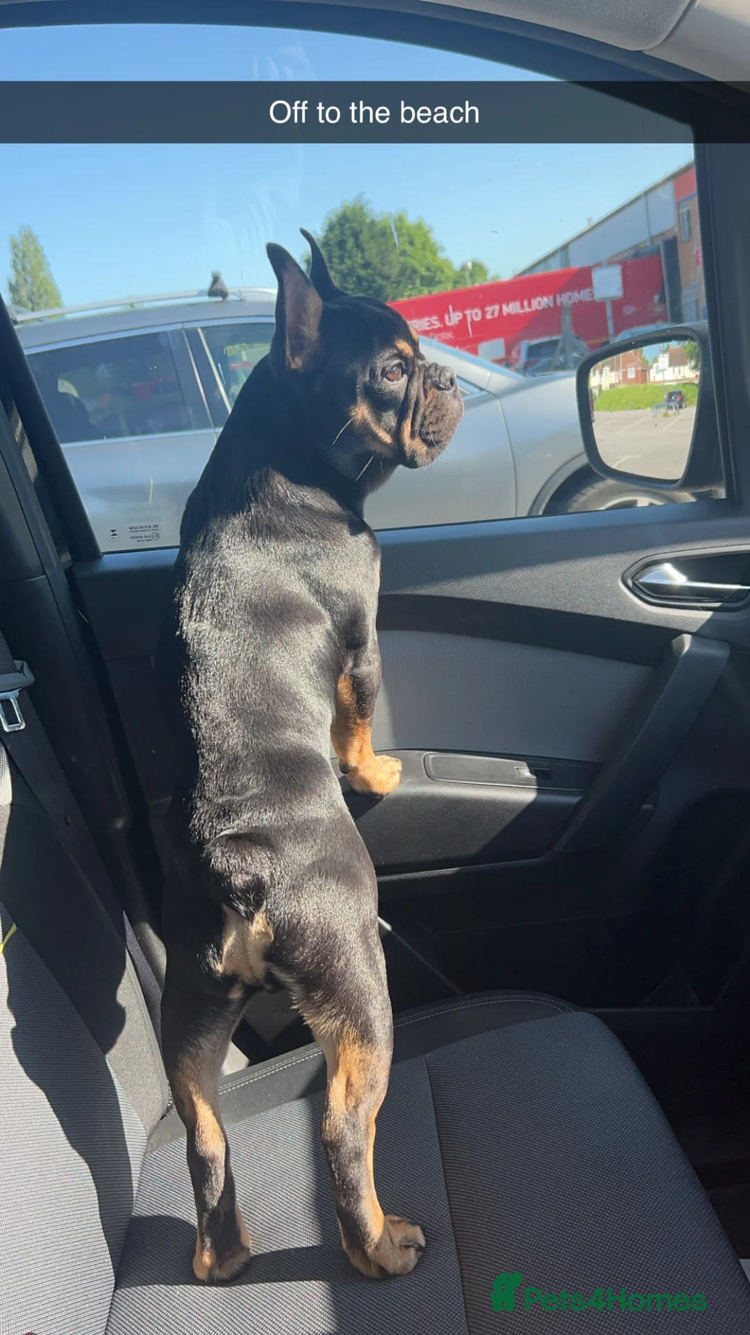 French Bulldog dogs for sale: Black and Tan French Bulldog in Aldershot - Advert 15