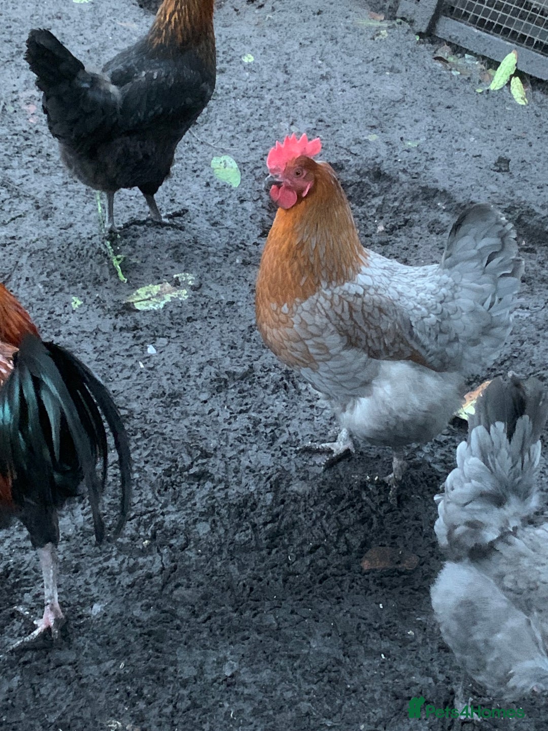 Chickens poultry for sale: French Maran  - Advert 3