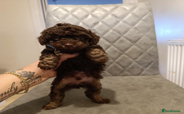 Toy Poodle dogs - Advert 3