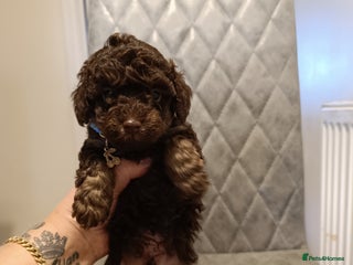 Toy Poodle dogs - Advert 5