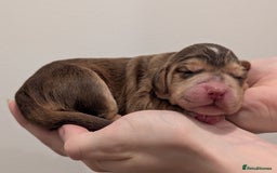 Cocker Spaniel dogs for sale: Kc Reg - Working Cocker Spaniel Puppies DNA Tested - Advert 21