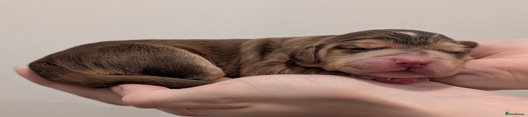 Chocolate and tan - Cocker Spaniel Puppy 4