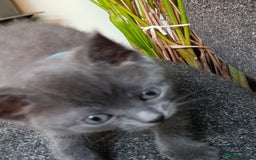 Mixed Breed cats for sale: Grey kittens  - Image 14