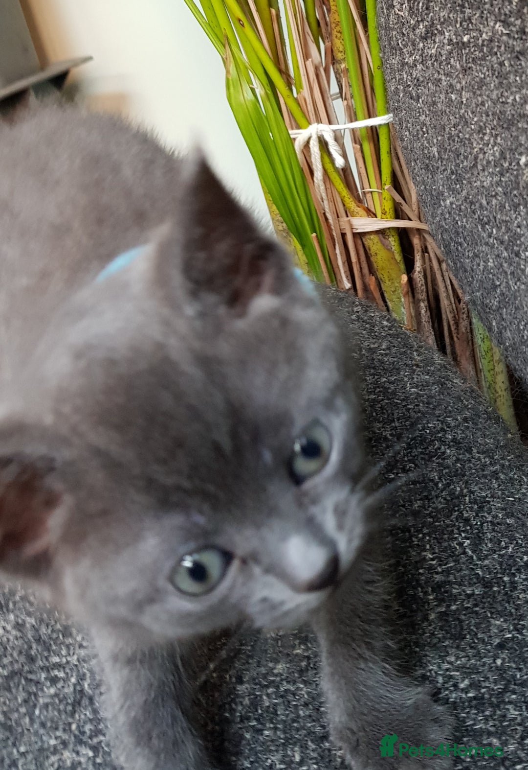 Mixed Breed cats for sale: Grey kittens  - Image 14