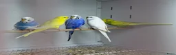 Budgerigars birds for sale: Budgies - Advert 7