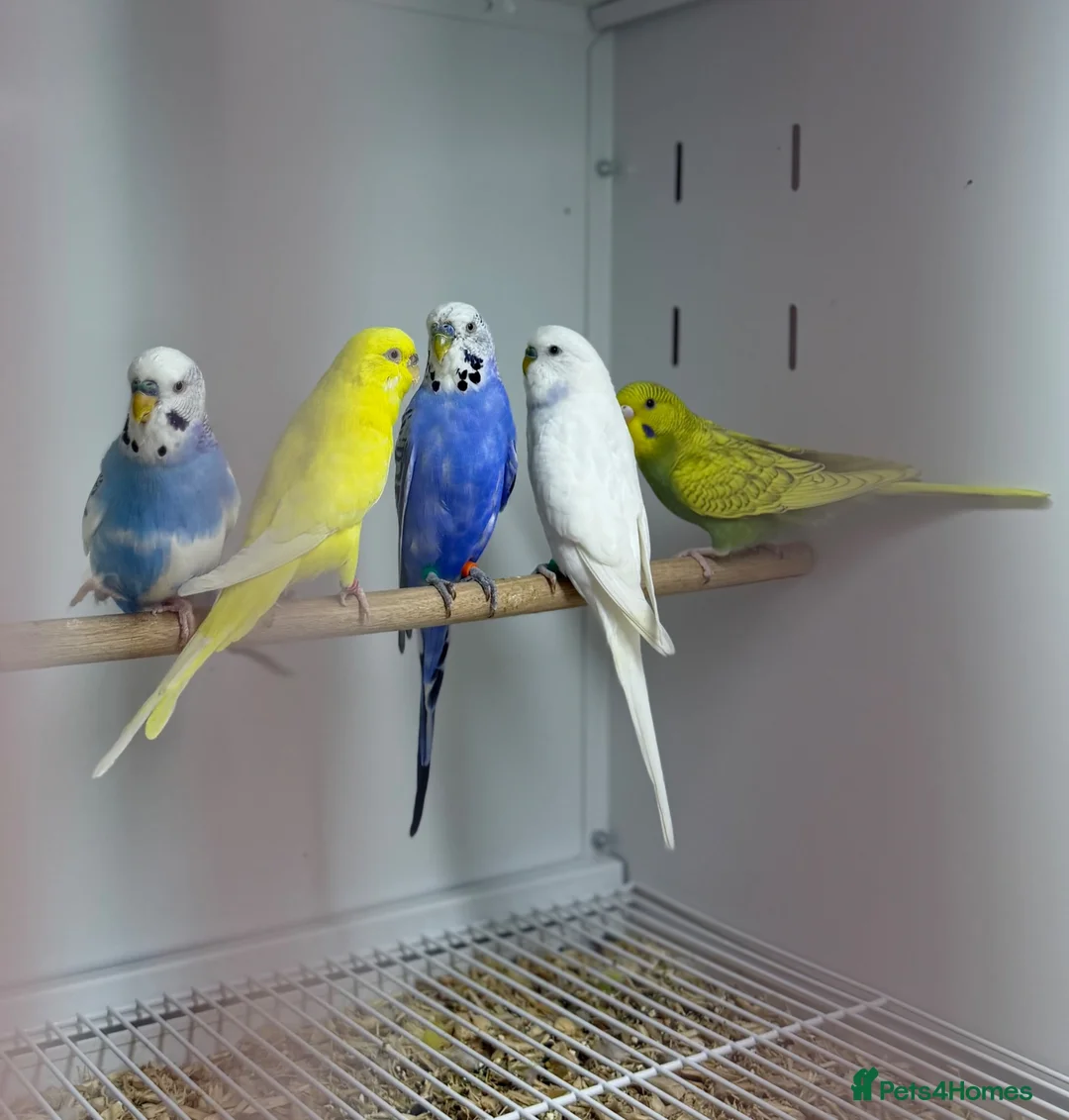 Budgerigars birds for sale: Budgies - Advert 7