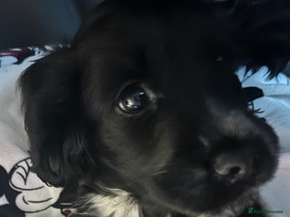 Cocker Spaniel dogs Solid black show type cocker spaniel male - Advert 1