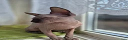 Sphynx cats for sale: Canadian sphynx kitten looking for home in Oldbury - Advert 7