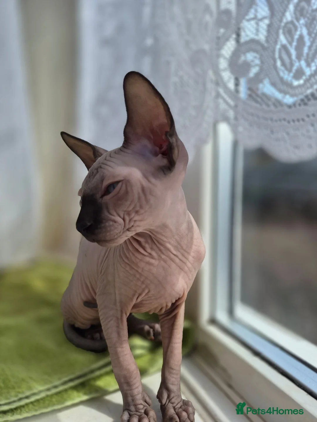Sphynx cats for sale: Canadian sphynx kitten looking for home in Oldbury - Advert 7