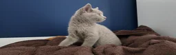 British Shorthair cats for sale: Pedegree Lilac gorgeous BSH short hair - Advert 4