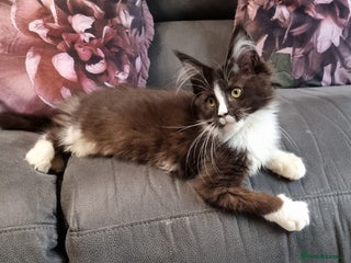 Maine Coon cats Pedigree Maine Coon Kittens for sale - Advert 3