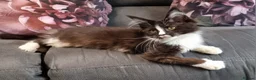 Maine Coon cats for sale: Pedigree Maine Coon Kittens for sale  - Advert 1