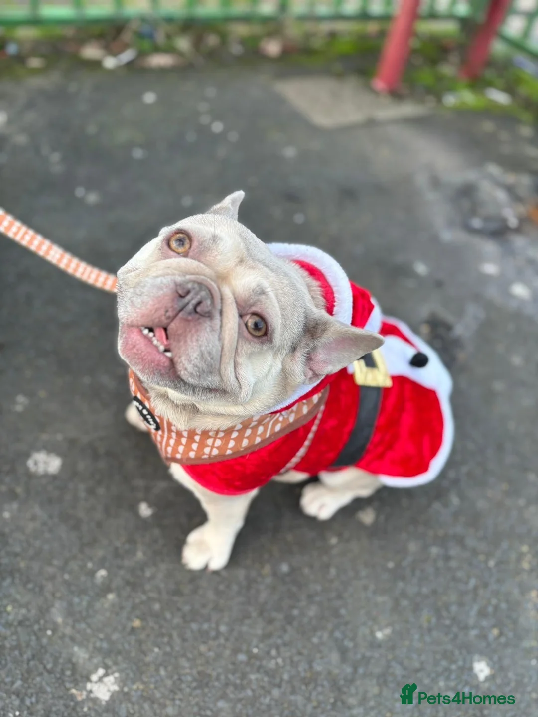 French Bulldog dogs for sale: Girl frenchie  - Advert 1