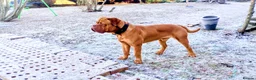 Dogue De Bordeaux dogs for sale: Thor and storm  in Mauchline - Advert 38