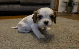 Cavalier King Charles Spaniel dogs for sale: Beautiful Blenheim King Charles cavalier puppies - Advert 1