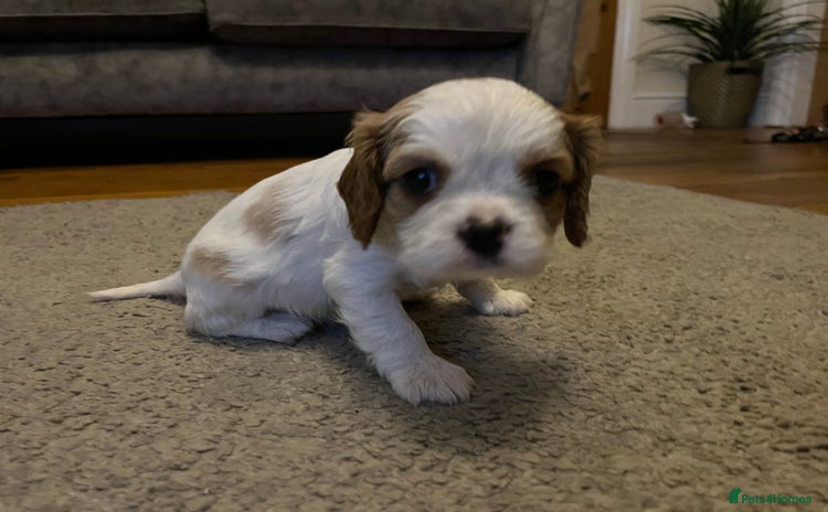 Cavalier King Charles Spaniel dogs - Advert 16