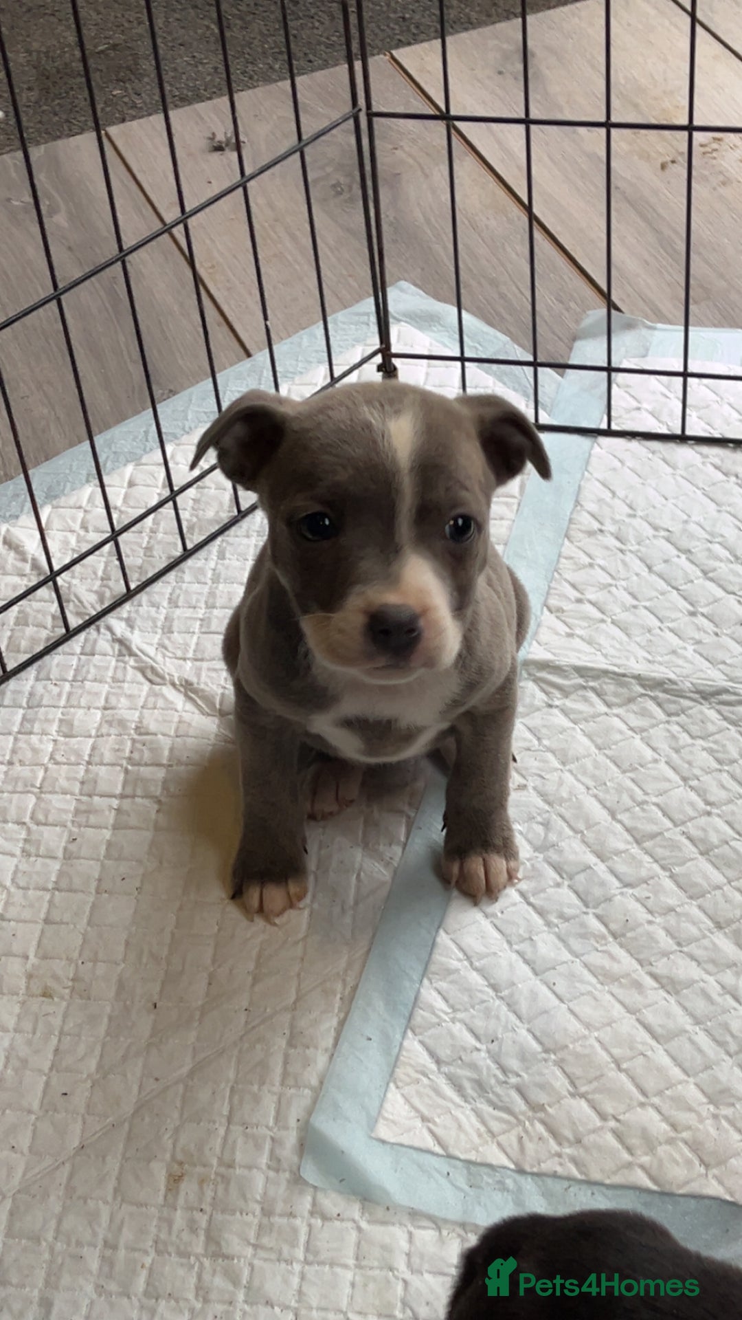 Staffordshire Bull Terrier dogs for sale: Staffordshire bull terrier pups  - Advert 2