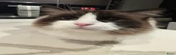 Ragdoll cats for sale: 2 male adult ragdolls - rehoming  in London - Advert 14