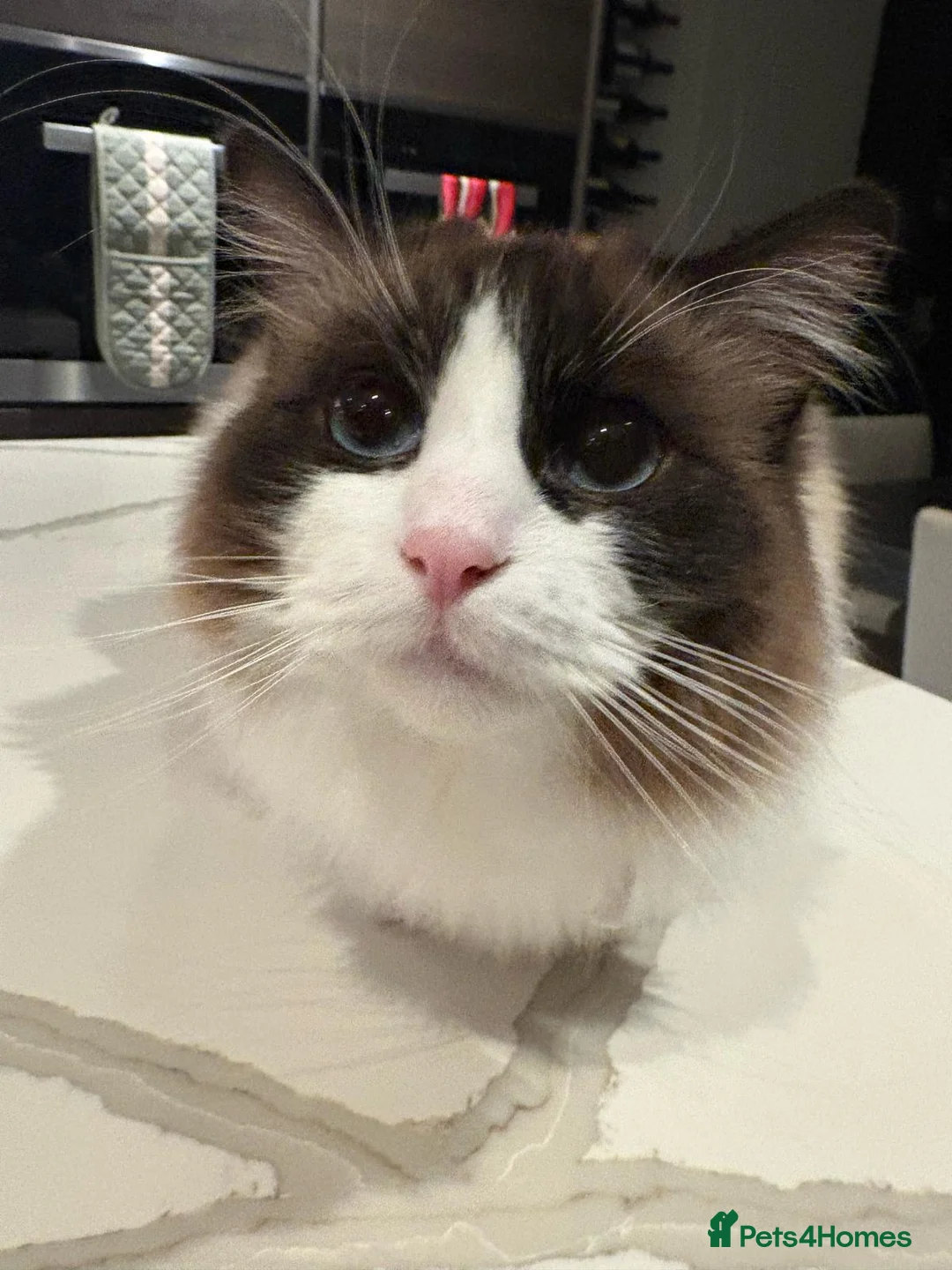 Ragdoll cats for sale: 2 male adult ragdolls - rehoming  in London - Advert 14