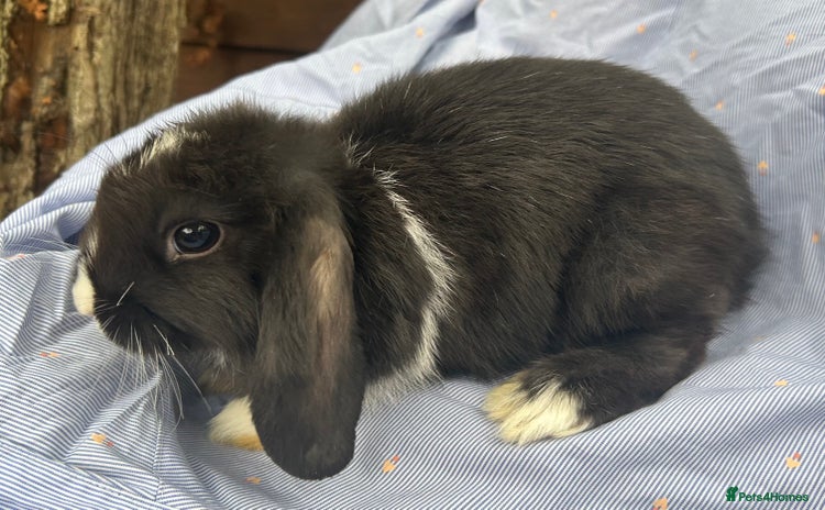 Mini Lop rabbits for sale - Advert 2