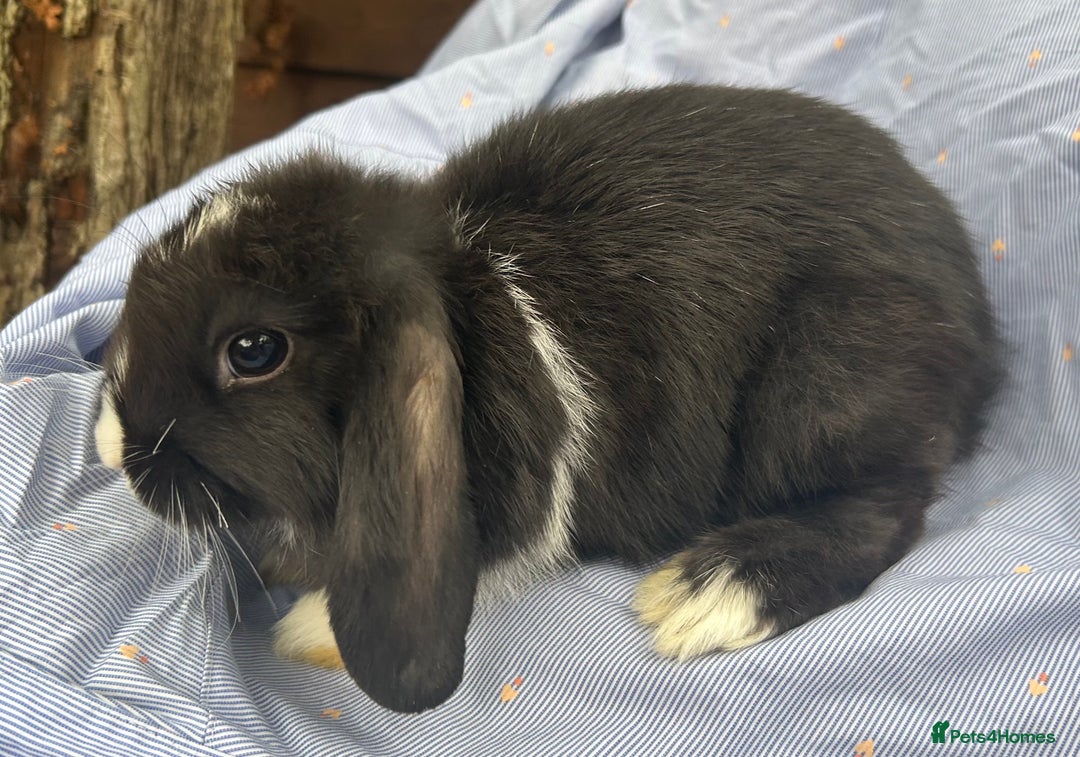 Mini Lop rabbits for sale: Mini lops  - Image 1